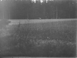 Reh : Ein Reh (Capreolus capreolus Linnaeus) am Waldrand.