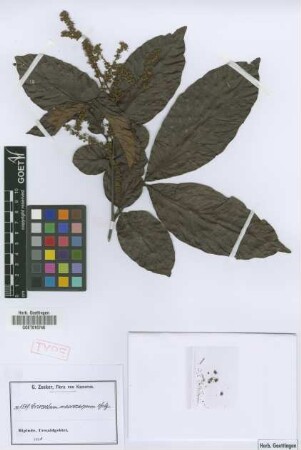 Eriocoelum macrocarpum Gilg ex Radlk. [syntype]