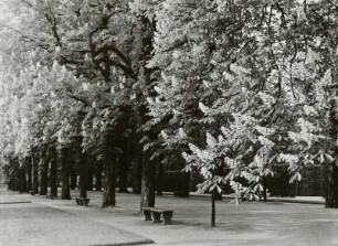 Kastanienallee