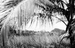 Junge Kokospalme : Graslandschaft mit Palme