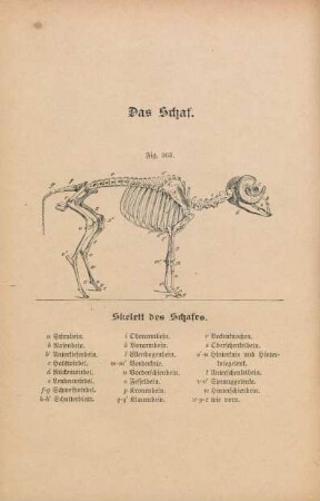 Fig. 363. Skelett des Schafes