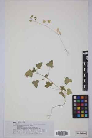 Drusa glandulosa (Poir.) Bornm.