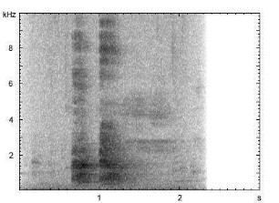 Beo | Gracula religiosa - Imitation der menschlichen Sprache
