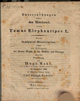 Untersuchungen über den Mittelstock von Tamus Elephantipes L. : eine Inaugural-Dissertation ...