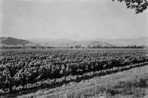 Weinanbau : Blick über Weinanbau.