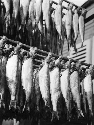 Stangen mit zum Räuchern vorbereiteten Fischen