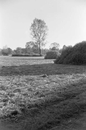 Spreewald um 1940. Heuschober auf den Wiesen. : Błóta wokoło 1940. Synowe kopjena ,,Stogi" na łukach.