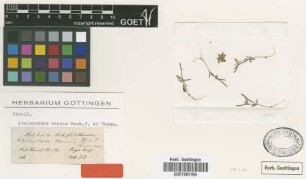 Atelanthera tenuis Hook.f. & Thomson [type]