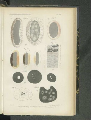 Tafel XIII. Fig. 15. - Fig. 20.