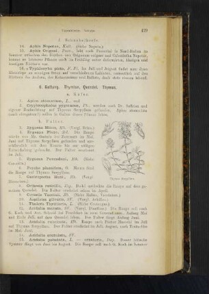 6. Gattung. Thymian, Quendel. Thymus.