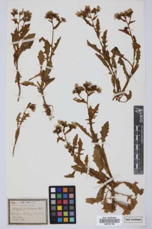 Andryala pinnatifida Aiton