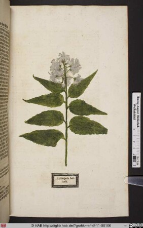 Hesperis hortensis.