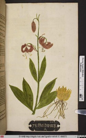 Goldwurtz. A [Türkenbund, Lilium martagon]