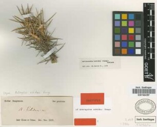 Astracantha echidna (Bunge) Podlech [isotype]