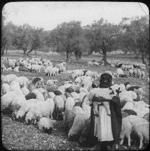 Sheep and their Sheperd [Schafherde, Hirte, Palästina]