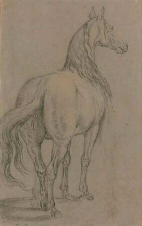 Stehendes Pferd von hinten, an den Vorderhufen gefesselt