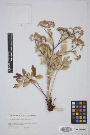 Tinguarra cervariifolia (DC.) Parl.