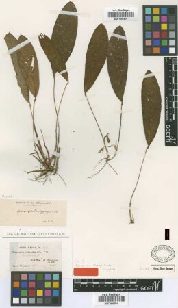 Monophyllanthe oligophylla K.Schum. [type]