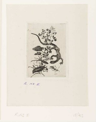 Käfer und Salamander