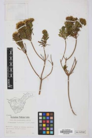 Allagopappus dichotomus Cass.