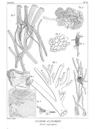Pl. II. Systême Anatomique (Tissus oraniques)