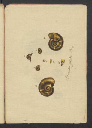 Planorbis nitidus Drap.
