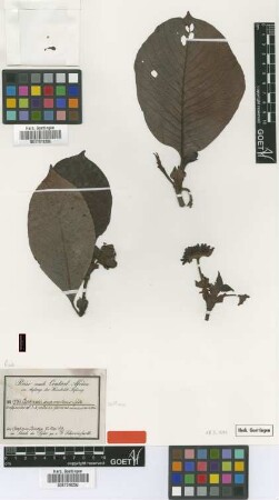 Cephaelis suaveolens Schweinf. ex Hiern [isotype]