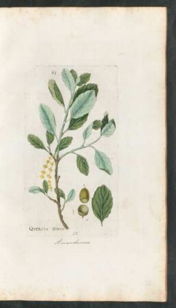 65. Quercus suber