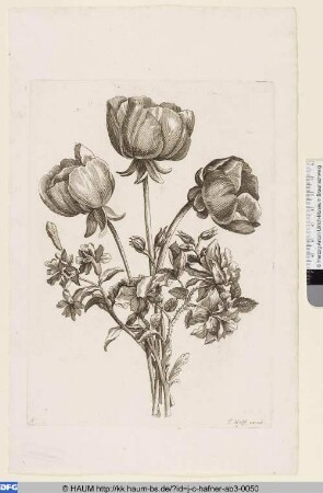Blume