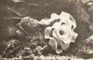 Bunte Warzennacktschnecke (Doris tuberculata Cuvier 1804) mit Laichband im Aquarium Helgoland