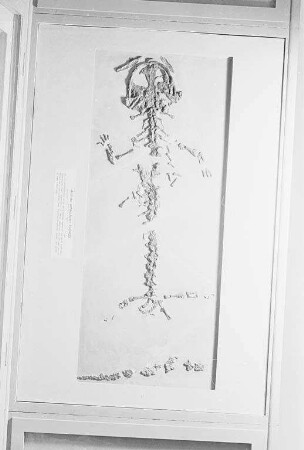 Skelett "Andrias Scheuchzeri Tschudi" aus den sogenannten "Öhninger Funden" in den Landessammlungen für Naturkunde.