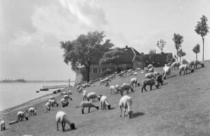 Rheinaue mit Schafherde bei Rees