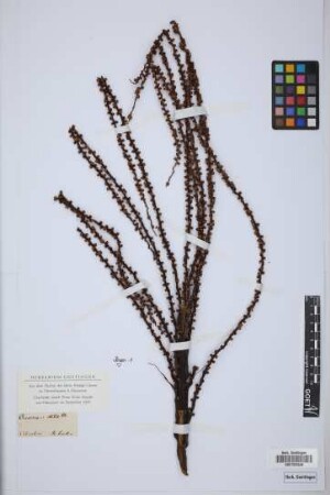 Oenocarpus utilis Klotzsch