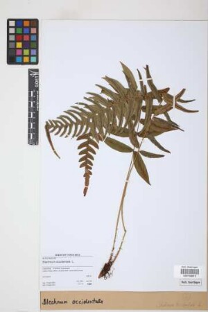 Blechnum occidentale L.