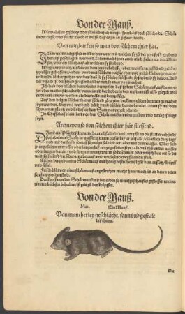 Von der Mauß. Mus. Ein Mauß.