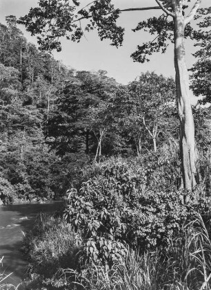 Der Ngerengere-Fluss : Dichte Vegetation am Ufer des Ngerengere-Flusses