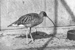 Staatliche Vogelschutzwarte in der Hermann-Schneider-Allee