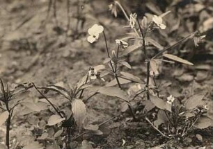 Wilde Stiefmütterchen (Viola tricolor) und Acker-Stiefmütterchen (Viola arvensis)