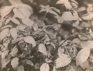 Kuckuck (Cuculus canorus L.), ausgeflogener Jungvogel