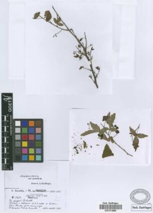 Schmidelia edulis A.St.-Hil., A.Juss. & Cambess.