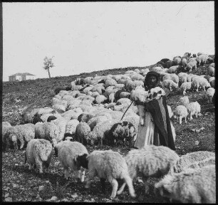 Palästina Hirt [wohl bei Jerusalem]