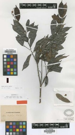 Mabea brasiliensis Müll.Arg. [Isosyntype]