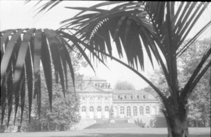 Fulda: Orangerie, durch Palmen gesehen