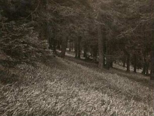Bergwald. Oberer Fichtenwald mit Reitgräsern (Calamagrostis)