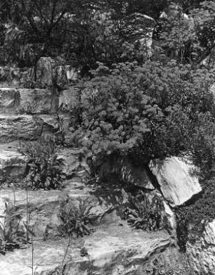 Treppe in einem Garten, vielleicht in einem Villengarten (wahrscheinlich in oder bei Nürnberg)