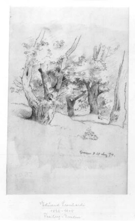 Baumstudie (Graupen) : Baumstudie (Graupen). Bleistiftzeichnung; 19,2 x 12,4 cm (1874; E. Leonhardi). Freiberg: Stadt- und Bergbaumuseum 58/124