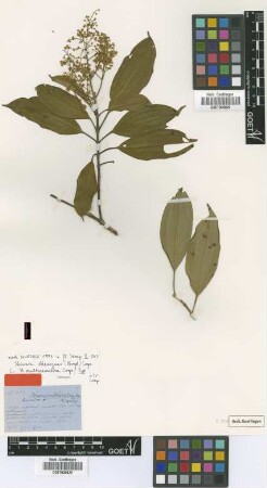 Miconia multinervulosa Cogn. [syntype]