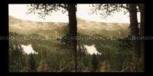 Rauch einer krepierenden Granate im Wald