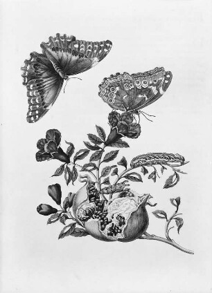 Metamorphisis Insectorum Surinamensium