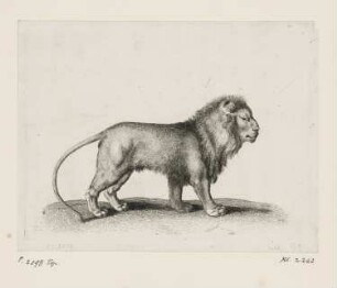 Stehender Löwe